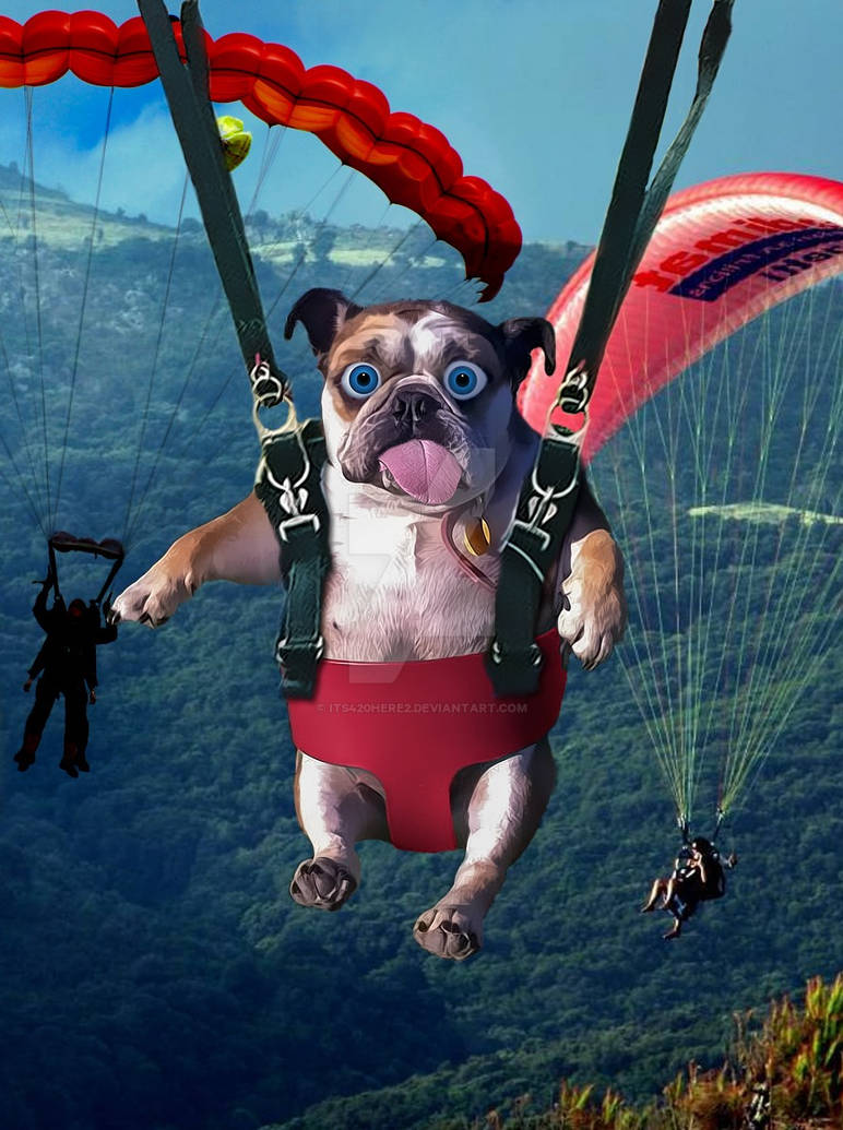 Добрая смелая веселая. Собака на парашюте. Собака парашютист. Смешной прыжок с парашютом. Прыжок с парашютом с собакой.