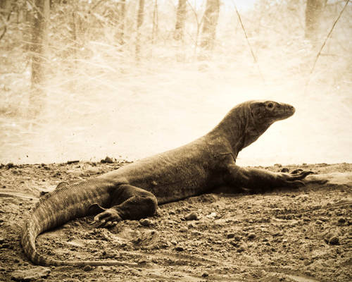 Komodo Dragon