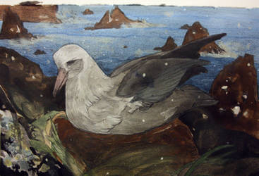 Laysan Albatross