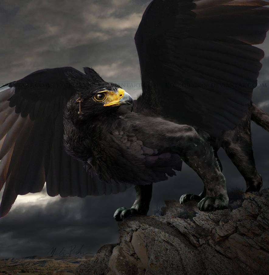 The Black Gryphon