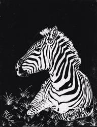 Zebra