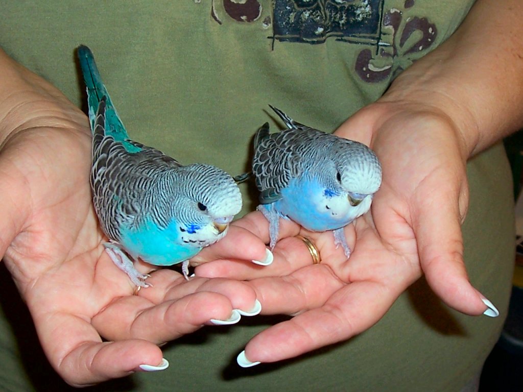 Budgies 2007-03-10