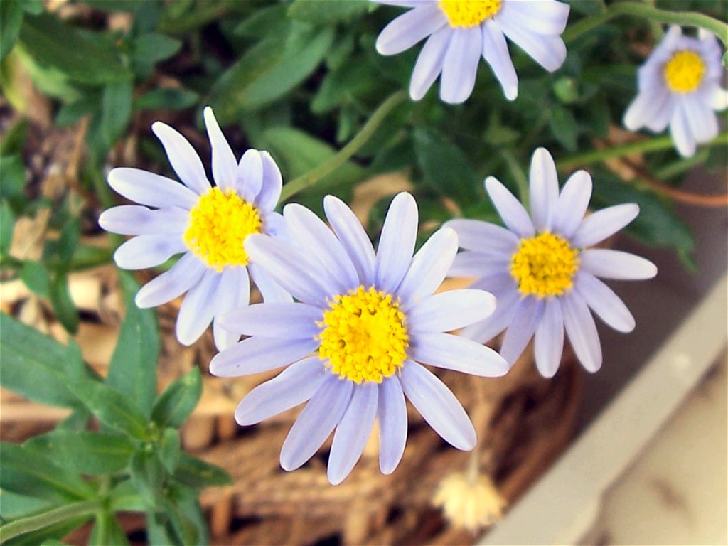 Little Daisies?