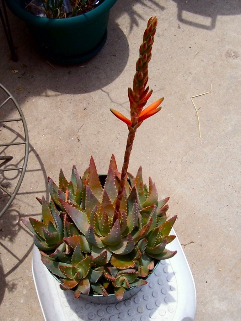 Aloe There