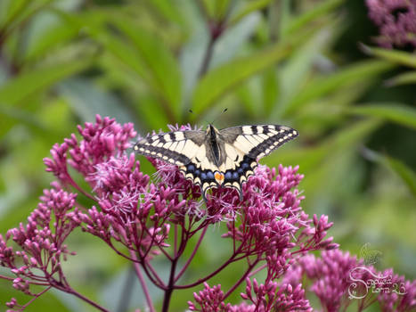 A beautiful Old World swallowtail