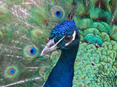 Just a vain peacock