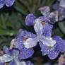 Crying Iris