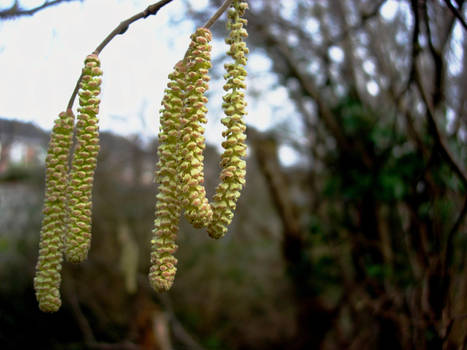 Catkins By The River