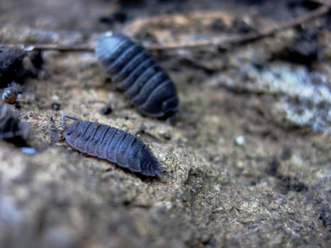 Woodlouse In His Home