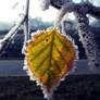 Beautiful Frozen Leaf