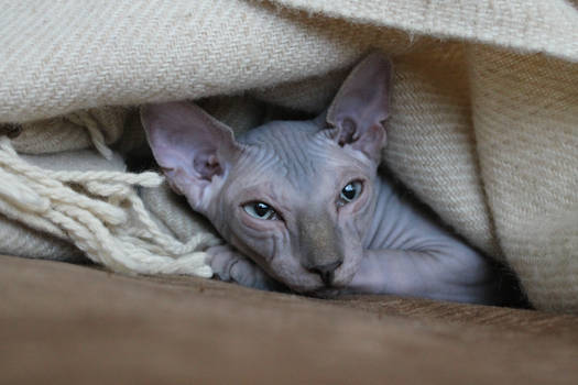 Baby sphynx 1.