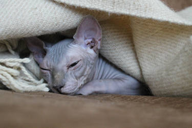 Baby sphynx 2.