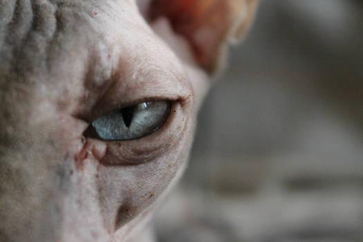 Sphynx eye