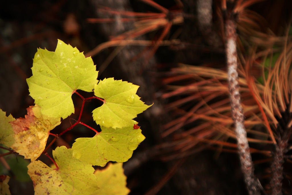 FALL color