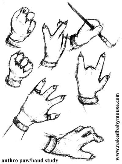 Anthro hand study by nakedbabymouse on DeviantArt