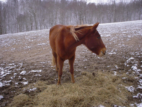 Cold Rwdhorse Cold Red Horse II by GGRock70 on DeviantArt