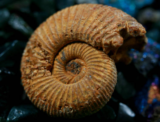 Madagascar Ammonite