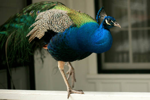 Mayfield Peacock