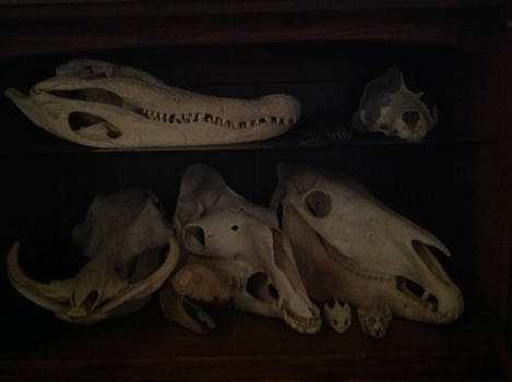 Taxidermy and Natural History Collection 3