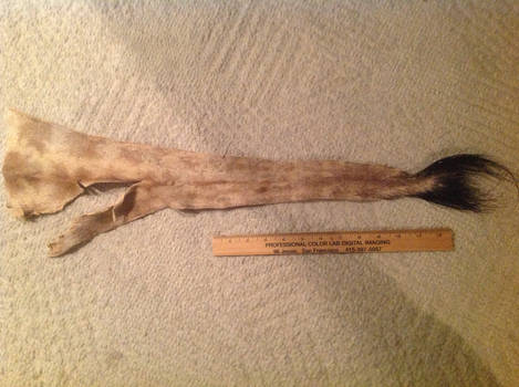 Taxidermy Giraffe Tail