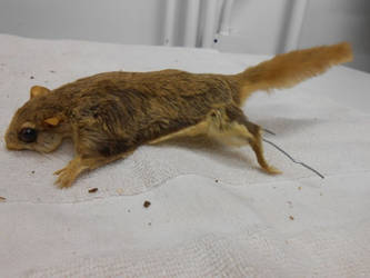 Flying Squirrel Taxidermy