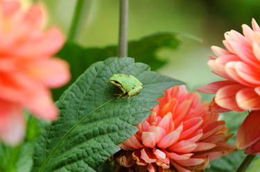 Frog Princess