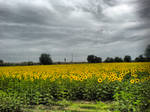 Sunflowers by buraaka