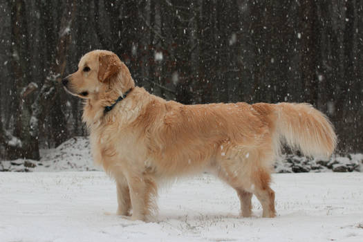 Snowy Golden