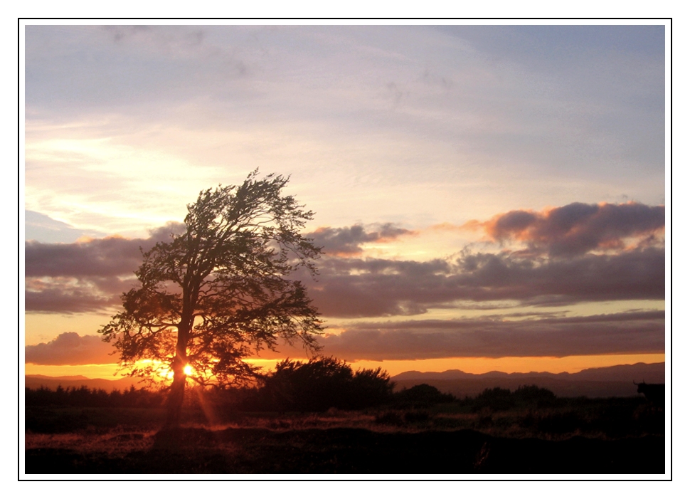 Tree at Sunset