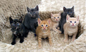 Bunch of Kittens