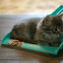 Dustpan Kitten