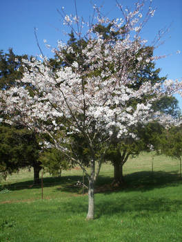 Alabama Sakura