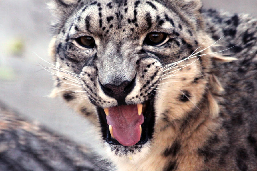 Snow leopard