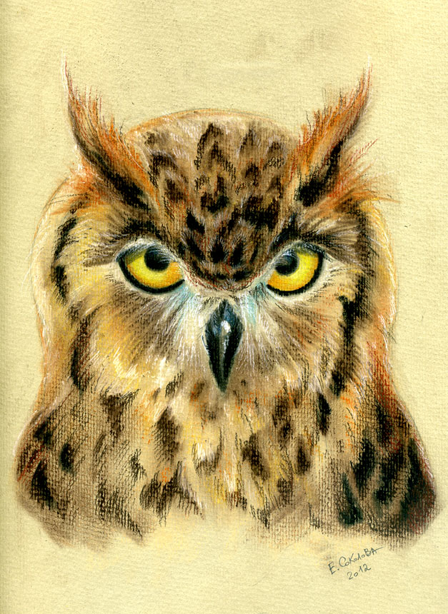 Owl