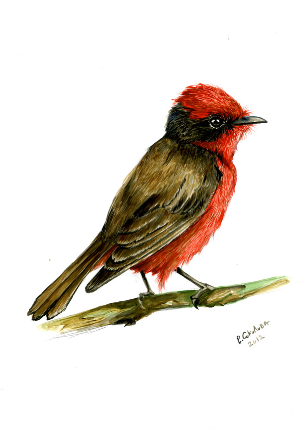 Vermilion Flycatcher