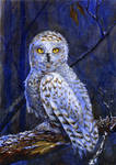 Northern owl by ElizavetaS