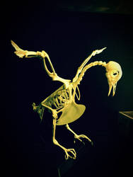 Columba livia skeleton mount in landing pose