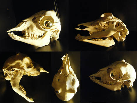Capra hircus, capra, goat, skull