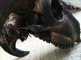 Skull I