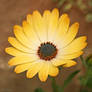 Yellow flower