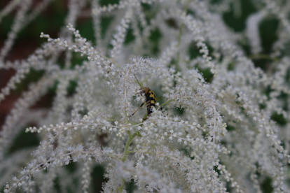 four-banded longhorn beetle hiding between flower