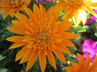 Orange Flower