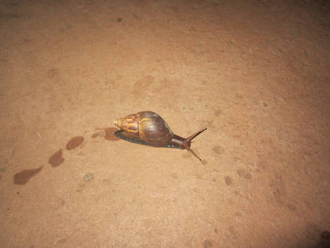 Snail