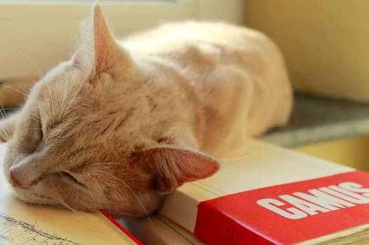 I Sleep Much Better On Awesome Books
