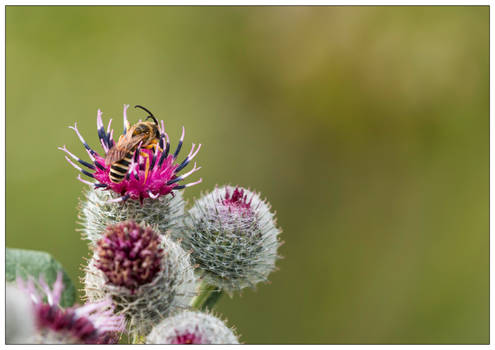 Day 42... they still think, i am a wasp.