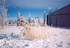 frosted reeds