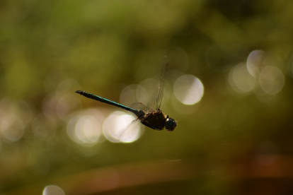 Dragonfly