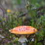 Forest umbrella