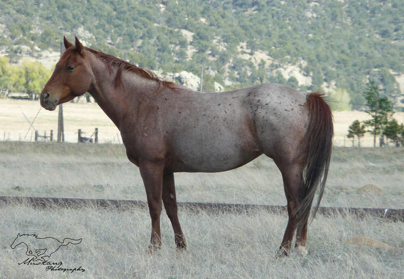 Colorado Red Roan Mare by Mustang-Photography on DeviantArt