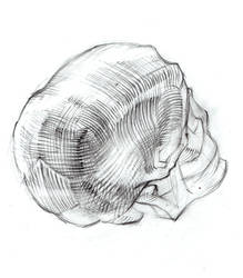 Skull (Study) 3